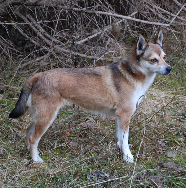 Humla 8 år