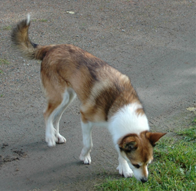 Vilja 8 år