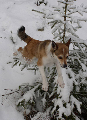 Edda