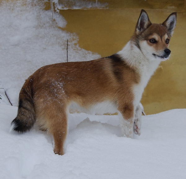 Niisa 3½ år