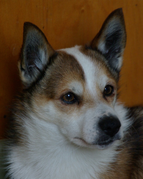 Mikkel 8 år