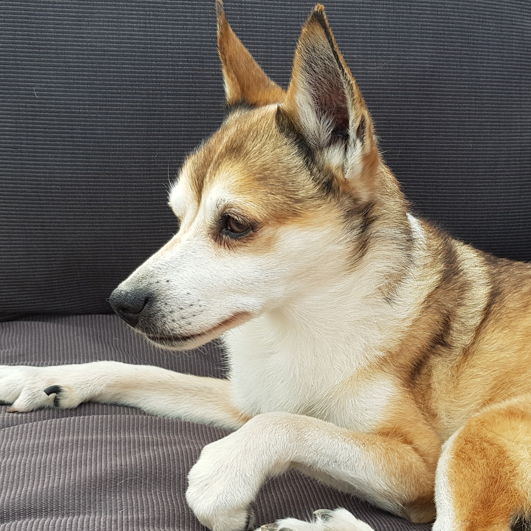 Humla 13 år