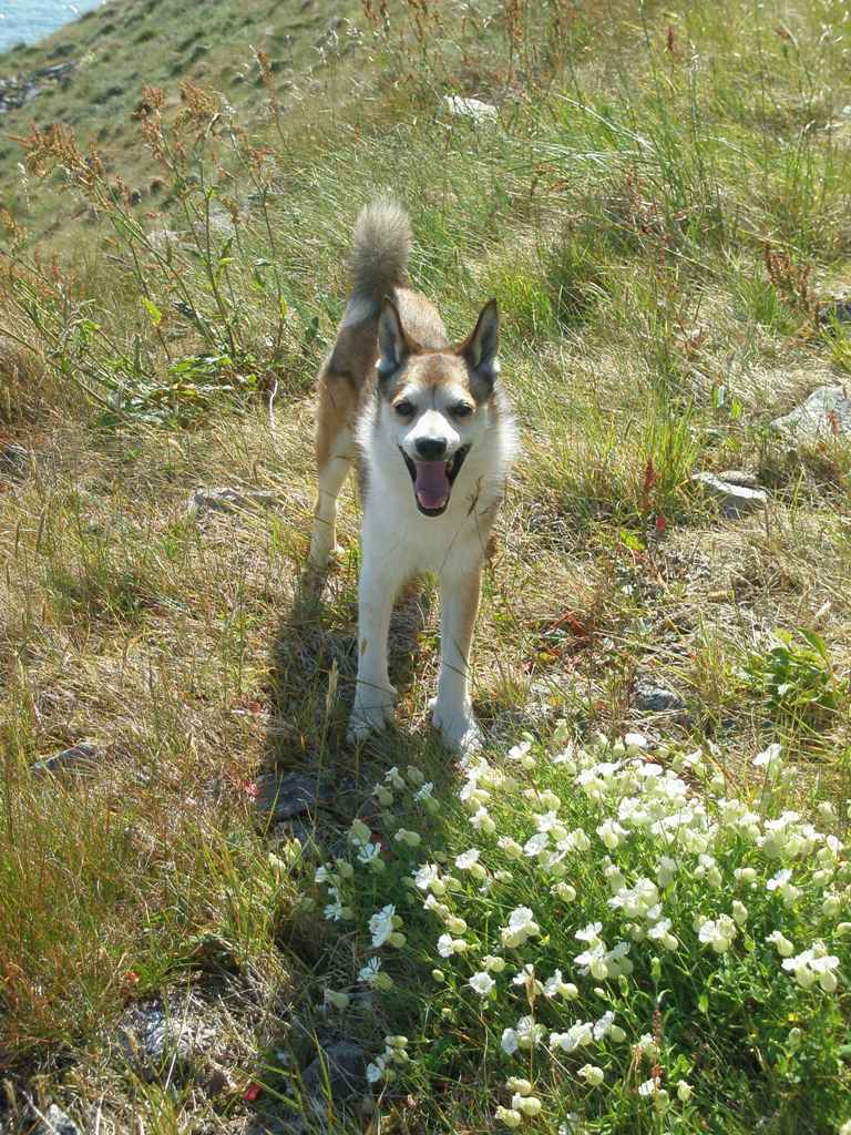Mikkel på Værøy 2009